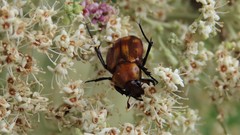 Stripsipher centralis