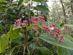 Oxyspora paniculata