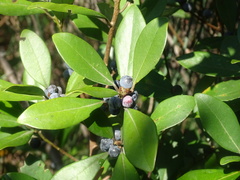 Litsea rotundifolia