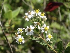 Aster baccharoides