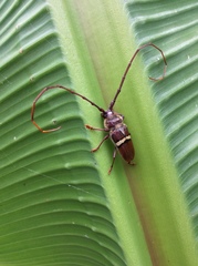 Deretrachys juvencus