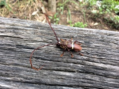 Deretrachys juvencus