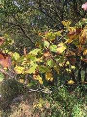Crataegus mollis
