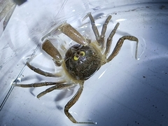 Scopimera intermedia