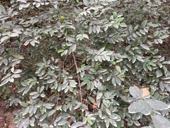 Annona globiflora