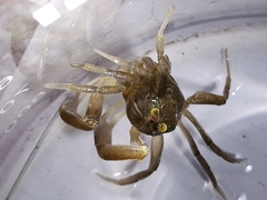 Scopimera intermedia