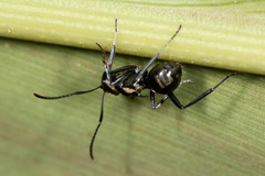 Polyrhachis cleopatra