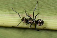 Polyrhachis cleopatra