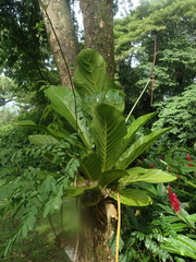 Anthurium jenmanii