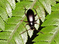 Xylochus