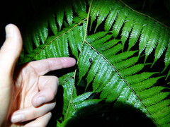 Xylochus