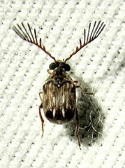 Megacerus cubiculus