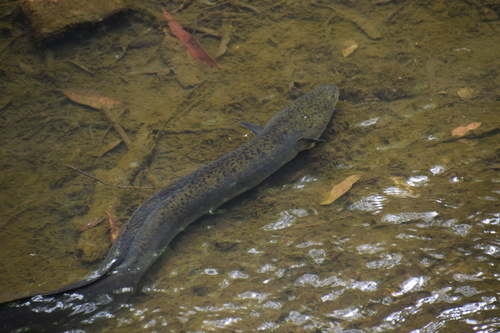 Australian longfinned eel (Anguilla reinhardtii) — Anguillidae
