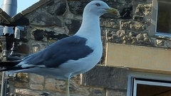 Larus fuscus graellsii