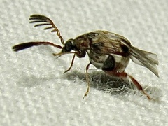 Megacerus cubiculus