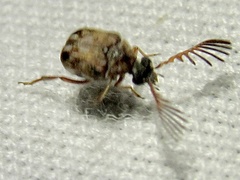 Megacerus cubiculus