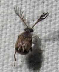 Megacerus cubiculus