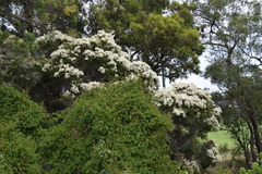 Melaleuca decora