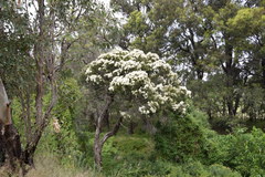 Melaleuca decora
