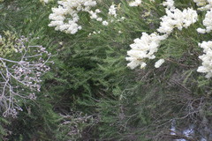 Melaleuca decora
