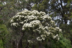 Melaleuca decora