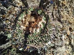 Echinofossulocactus phyllacanthus