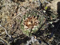 Echinofossulocactus phyllacanthus