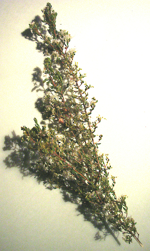 Agathosma elegans (Agathosma elegans)