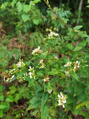 Doellingeria sericocarpoides