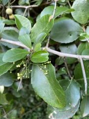 Gymnosporia nemorosa