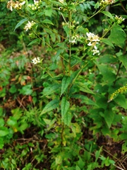 Doellingeria sericocarpoides