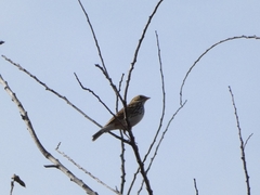 Passerculus sandwichensis