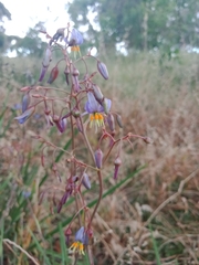 Dianella amoena