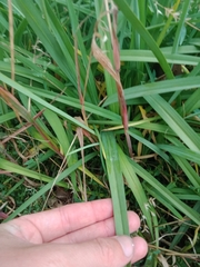 Dianella amoena