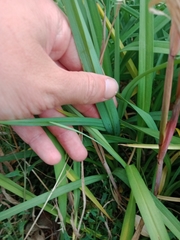 Dianella amoena