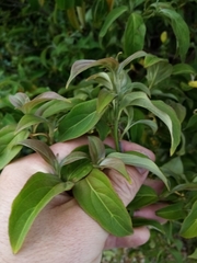 Cornus capitata