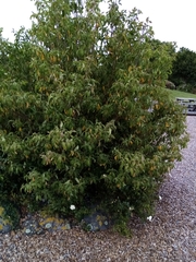 Cornus capitata