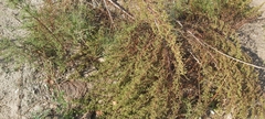 Artemisia scoparia