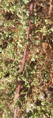Artemisia scoparia