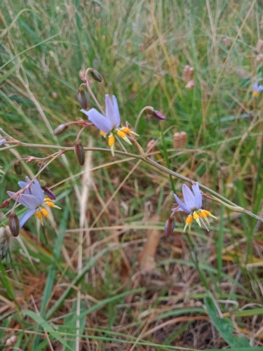 Image of Dianella amoena by (c) Nina Kerr, some rights reserved (CC BY)