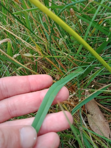 Image of Dianella amoena by (c) Nina Kerr, some rights reserved (CC BY)