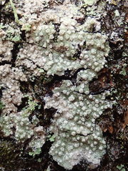 Pertusaria subambigens