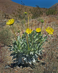 Enceliopsis covillei