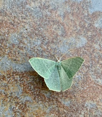 Thalassodes immissaria