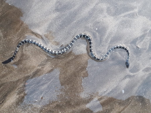 Hydrophis fasciatus observed 2019-12-22