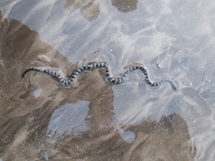 Hydrophis fasciatus