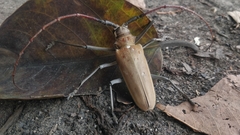 Batocera numitor