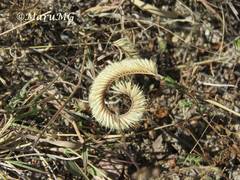 Bouteloua scorpioides