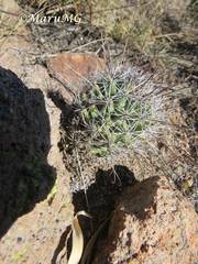 Coryphantha clavata stipitata