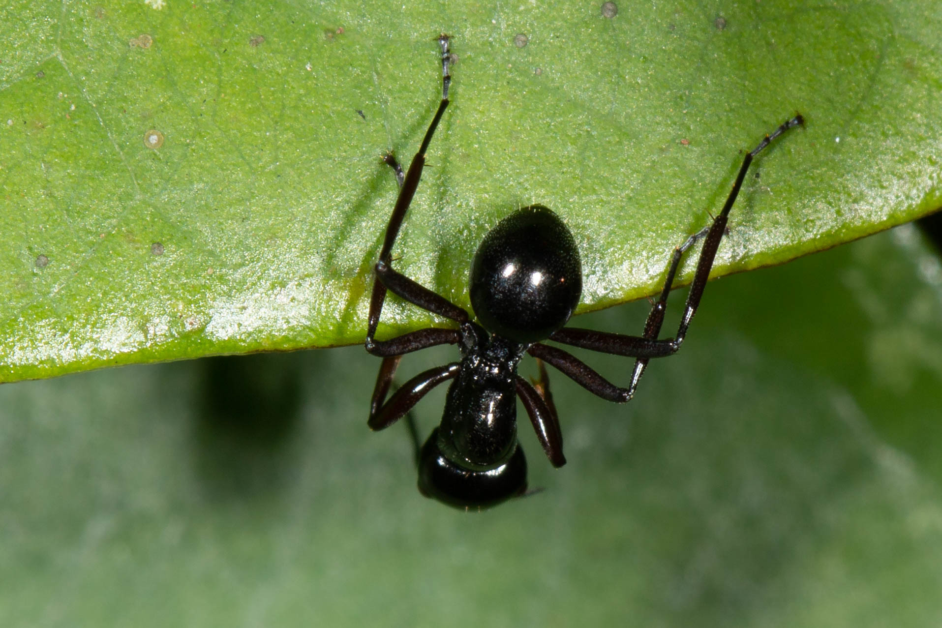 Polyrhachis monteithi